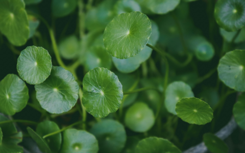 Adaptogeny – panaceum na&nbsp;zło XXI wieku?