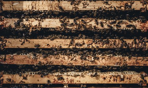 Moja Pasja – Pszczelarstwo